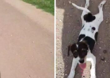 Un vététiste argentin trouve un chiot solitaire sur un chemin de terre désert.