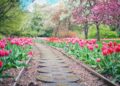 pathway, path, pink tulips
