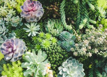 succulent plant lot