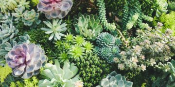 succulent plant lot