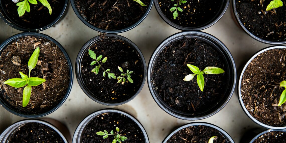 green leafed seedlings on black plastic pots