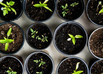 green leafed seedlings on black plastic pots