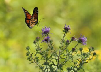selective focus photography of brown and black butterfly flying near blooming purple petaled flowers