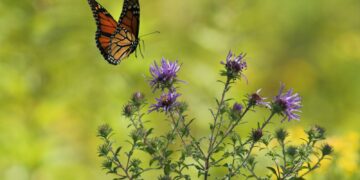 selective focus photography of brown and black butterfly flying near blooming purple petaled flowers