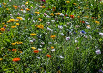 assorted-color flowers