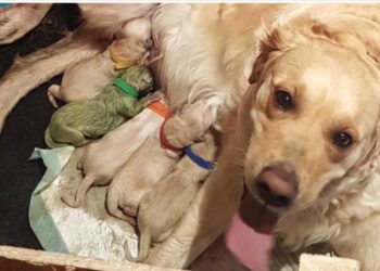 Astonished Golden Retriever Owners Welcome Rare Green Puppy