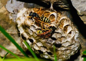 Keep Those Pesky Wasps Away This Summer!